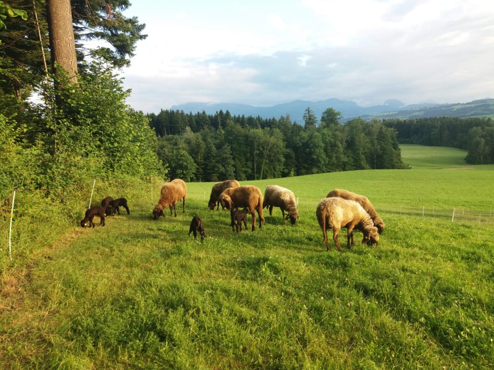 Schafherde