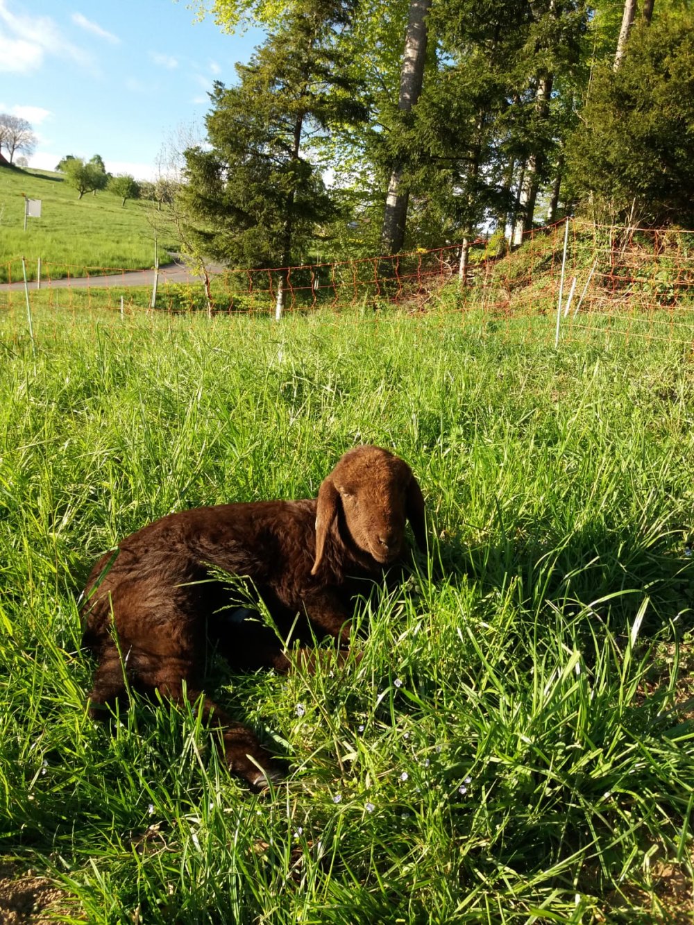 Lamm%20im%20Gras